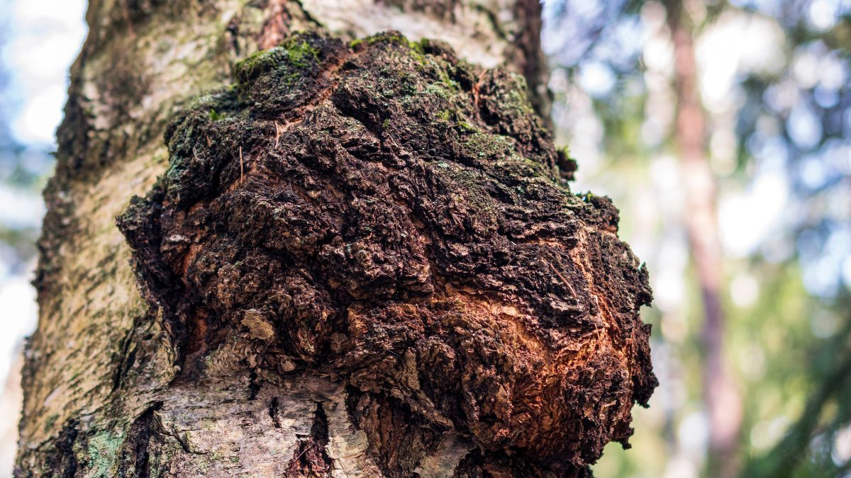 Nahaufnahme eines Chaga-Pilzes, der an einem Baumstamm wächst.