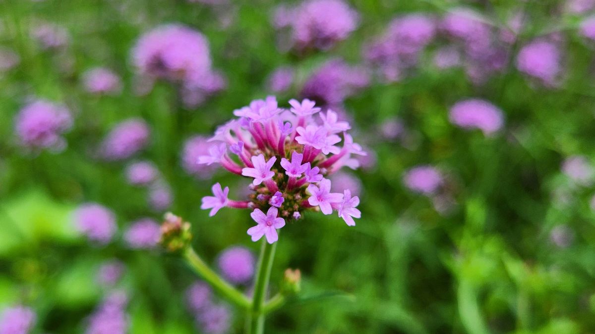 Nahaufnahme von blühendem Eisenkraut mit zarten lila Blüten.