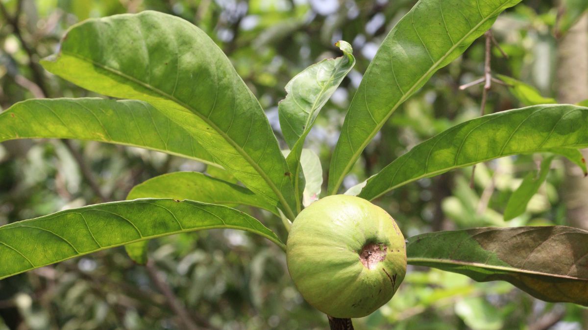 Eine Garcinia Cambogia Frucht an einem Baum, umgeben von grünen Blättern.