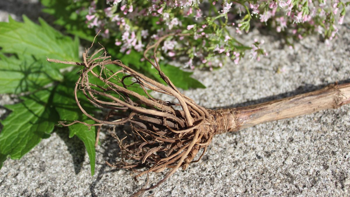 Eine frische Baldrianwurzel liegt auf einem grauen Untergrund, umgeben von grünen Blättern und kleinen blühenden Pflanzen.